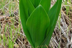 A tengeri hagyma (Urginea maritima)