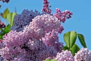 Orgonafajták (Syringa)