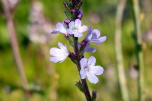 A közönséges vasfű - Vénusz gyógyfüve