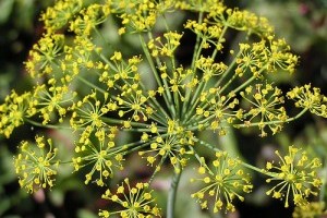 Kapor: 2010 fűszernövénye