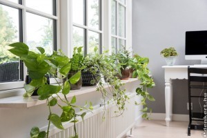 Beltéri futónövények gondozása