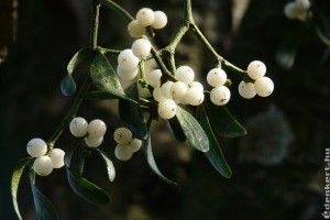 Karácsonykor csók a fagyöngy alatt: az örök szerelem záloga