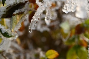 Itt a lista, mutatjuk, melyek a legfontosabb januári tennivalók a kertben