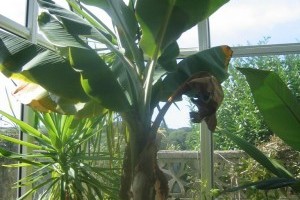 Törpebanánok: Musa Cavendishii