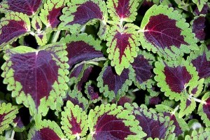 A díszcsalán benti termesztése