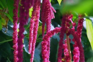 Amaránt: magassági világrekord