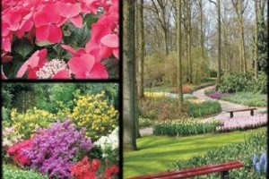 Ambrus Marcsi Díszkertésztanodája