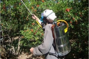 Hogyan győzhetjük le a molytetveket?