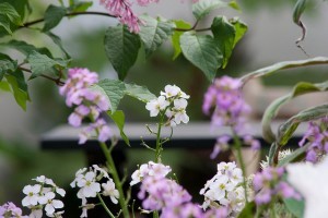 Nyolc kertművészeti tipp