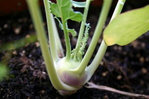 Karalábé: a kertek földönkívülije