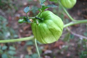 Szokatlan egzotikus zöldségek - 2. rész