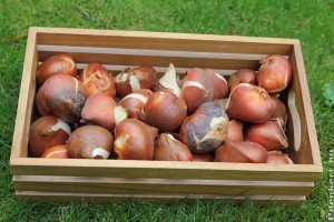 Tavaszi virághagymák virágzása