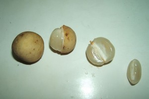 Duku - a trópusok gyümölcse