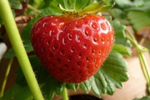 Szív alakú gyümölcsök