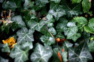 A borostyán (Hedera Helix)