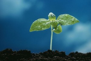 Hogyan javítsuk fel az agyagos talajt?