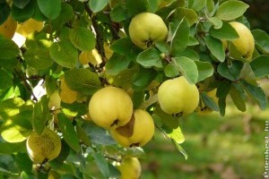 Édeni gyümölcs a birsalma