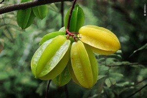 Csillaggyümölcs vagy karambola (Averrhoa carambola)