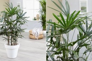 BOTPÁLMA (Rhapis excelsa)