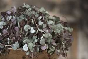 Hálás apróság az ámpolna gyertyavirág