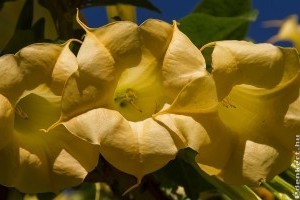 Angyaltrombita: ha ezekre figyelsz, roskadozni fog a virágoktól