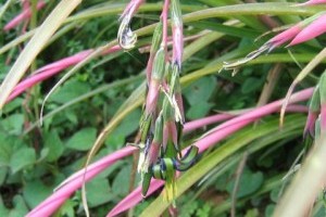 Bókoló billbergia (Billbergia nutans)