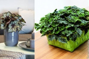 Közkedvelt begóniák