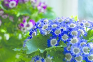 A cineráriát tél végén elborítják a virágok