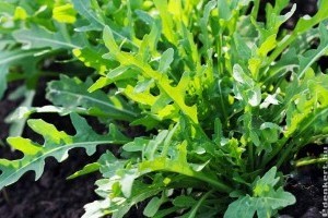 Hogyan termesszünk rukkolát? Vessük magról!