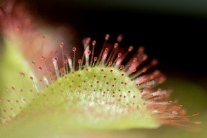 Harmatfű (Drosera) – eltitkolt tények