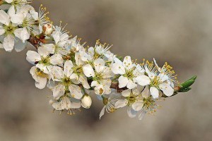 A kökény (Prunus spinosa) gyógyhatása