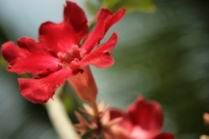 A sivatagi rózsa (Adenium Obesum)
