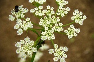 A keleti békakorsó (Sium sisarum)