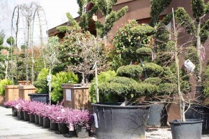 Édeni szépség, mesés választék