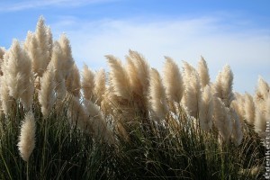 Pampafű tavaszi metszése: ezeket mindenkinek tudnia kellene