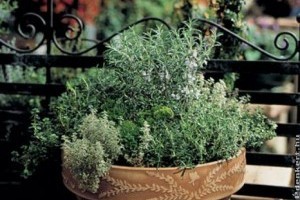 3 tavaszi fűszernövény tipp balkonládába