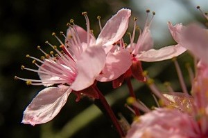 Csüngő ágú díszfák és cserjék