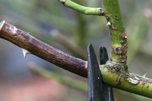 Törzses rózsa metszése