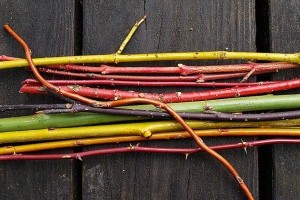 Piros és sárga vesszejű somok