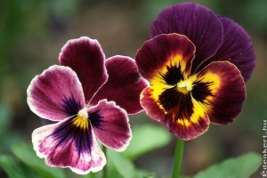 Árvácska ültetése sziklakertbe