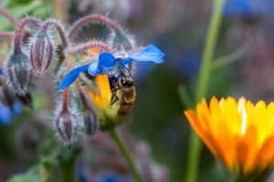 Színpompás virágoskert típusok