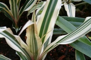 A nagy levélcsillag (Cryptanthus bromelioides)