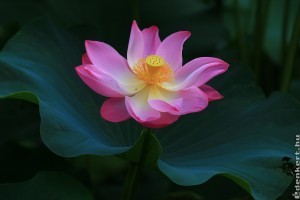 A lótusz (Nelumbo nucifera)