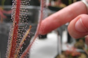 Hogyan termesszük a harmatfűféléket?