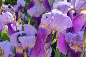 Írisz - még az árnyékban is virágzik