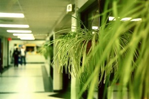 Lusta vagy elfoglalt emberek növényei