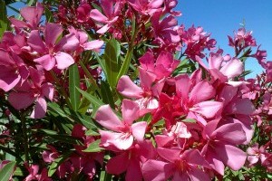 Gyilkos hajlamú növények