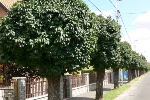 Ültessünk gömbfákat villanyvezetékek alá!