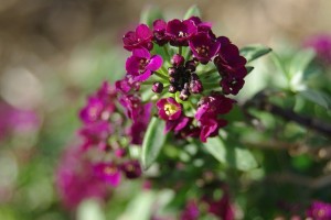 Utcafronti virágágyások kialakítása