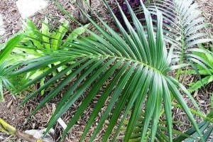 A kenciapálma (Howeia forsterana)